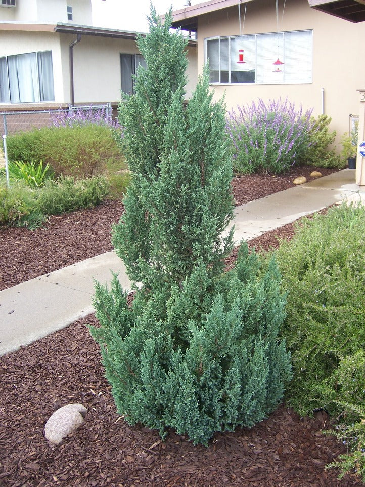 Green Paradise® Wichita Blue Juniper Live Plants