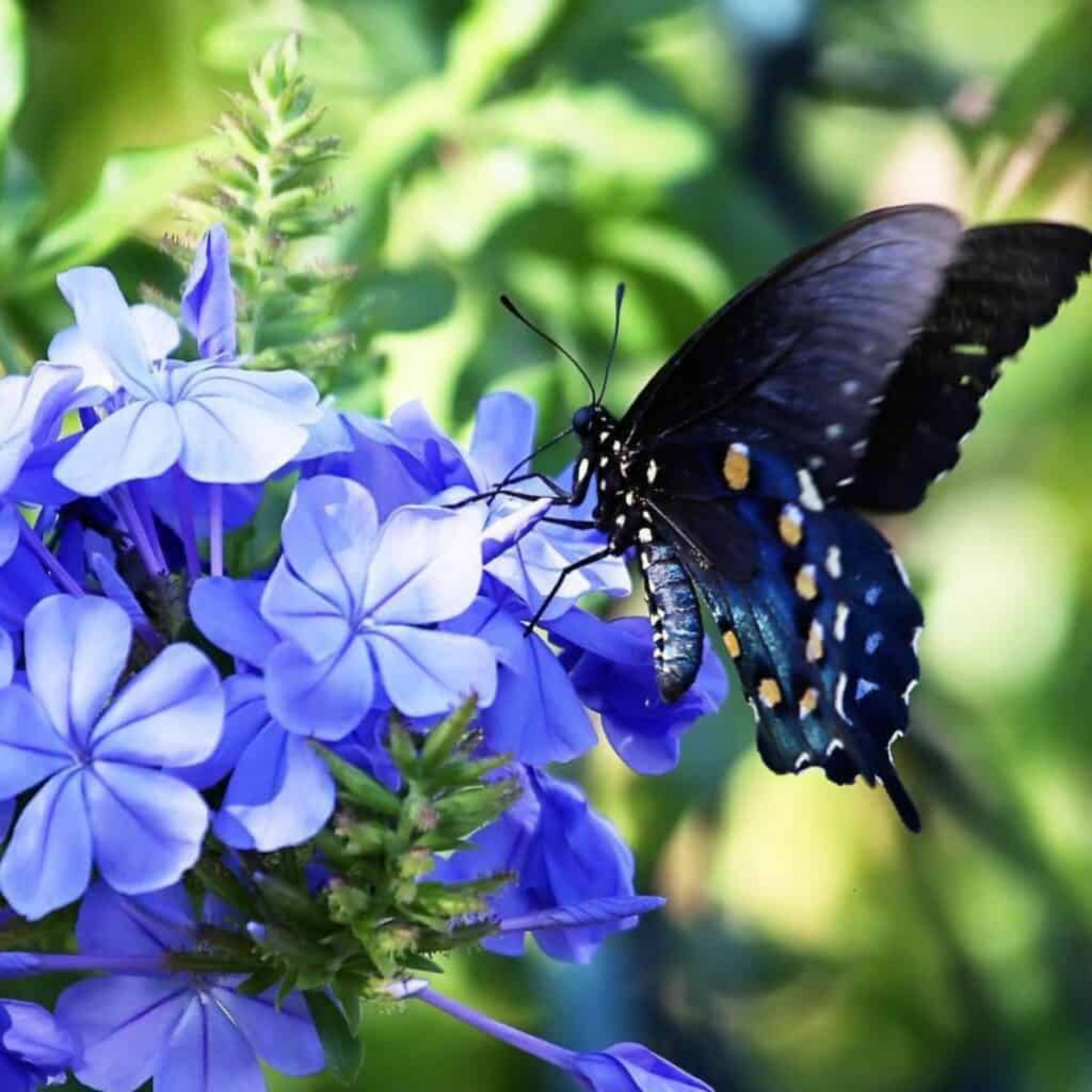 Green Paradise® Blue Plumbago Full Year Flowering Plant (Shrub For Flowerbeds And Potted Gardens ) ( 1 healthy Plant )