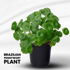 Green Paradise® Hydrocotyle Brazilian Pennywort – Fast-Growing Aquatic Plant for Aquariums, Terrariums & Water Gardens | Easy Care Live Creeper Plant