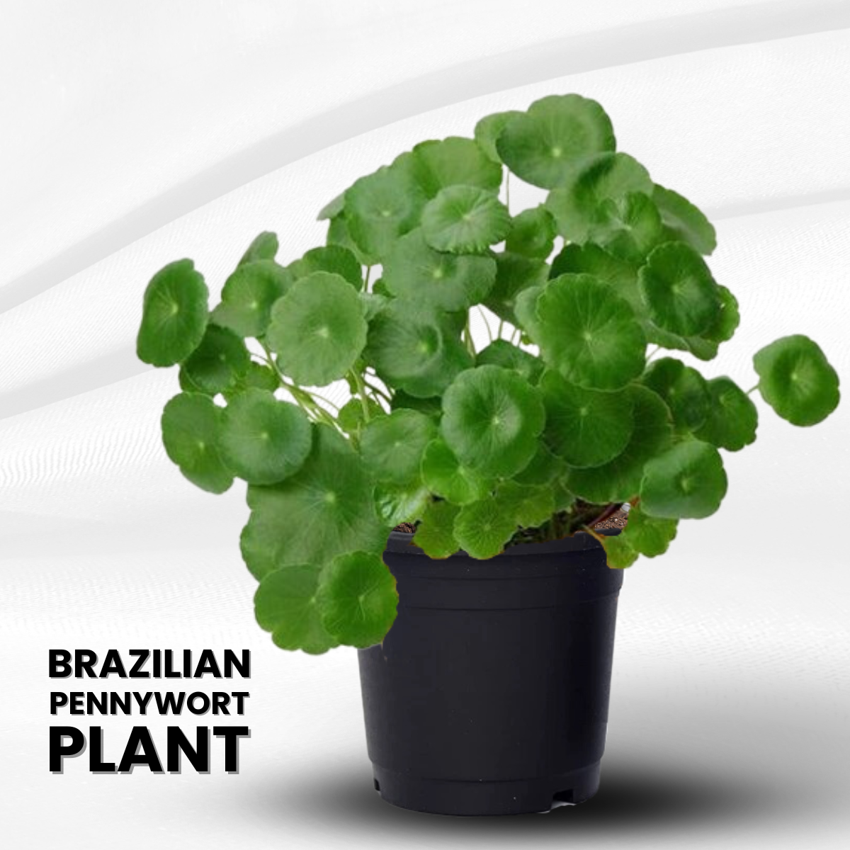 Hydrocotyle Brazilian Pennywort Aquarium Herbal Brahmi Live Plants (Green)