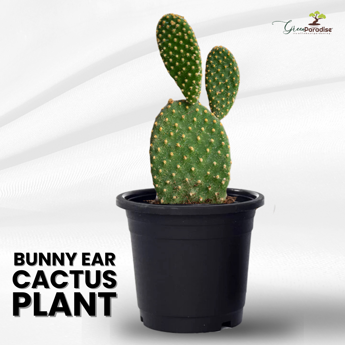 Bunny Ear Cactus with Pot