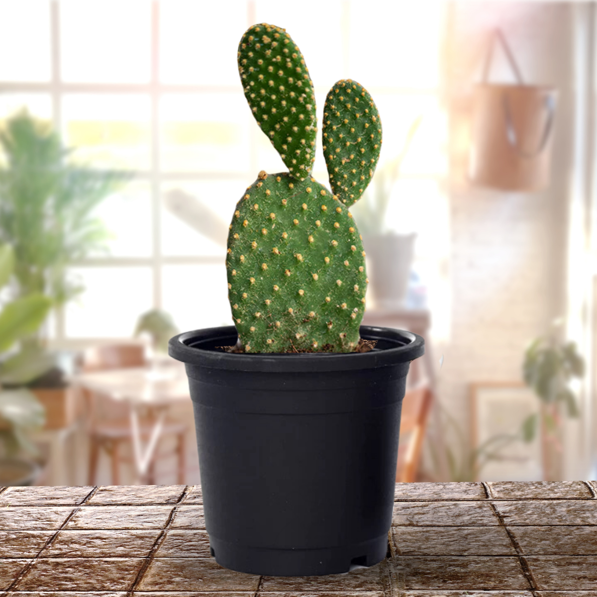 Bunny Ear Cactus with Pot