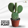 Polka Dot Cactus, Bunny-Ear, Opunita Cactus Live Plant