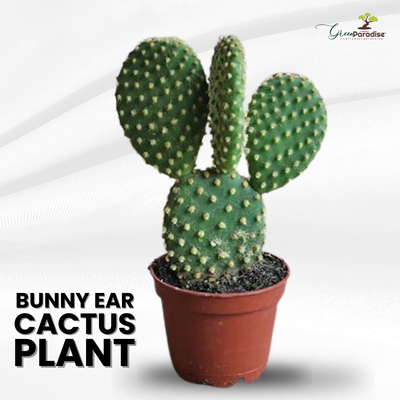 Polka Dot Cactus, Bunny-Ear, Opunita Cactus Live Plant