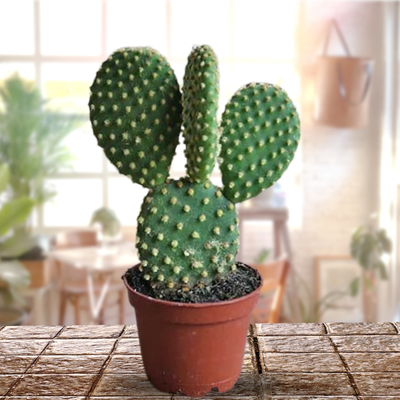 Polka Dot Cactus, Bunny-Ear, Opunita Cactus Live Plant