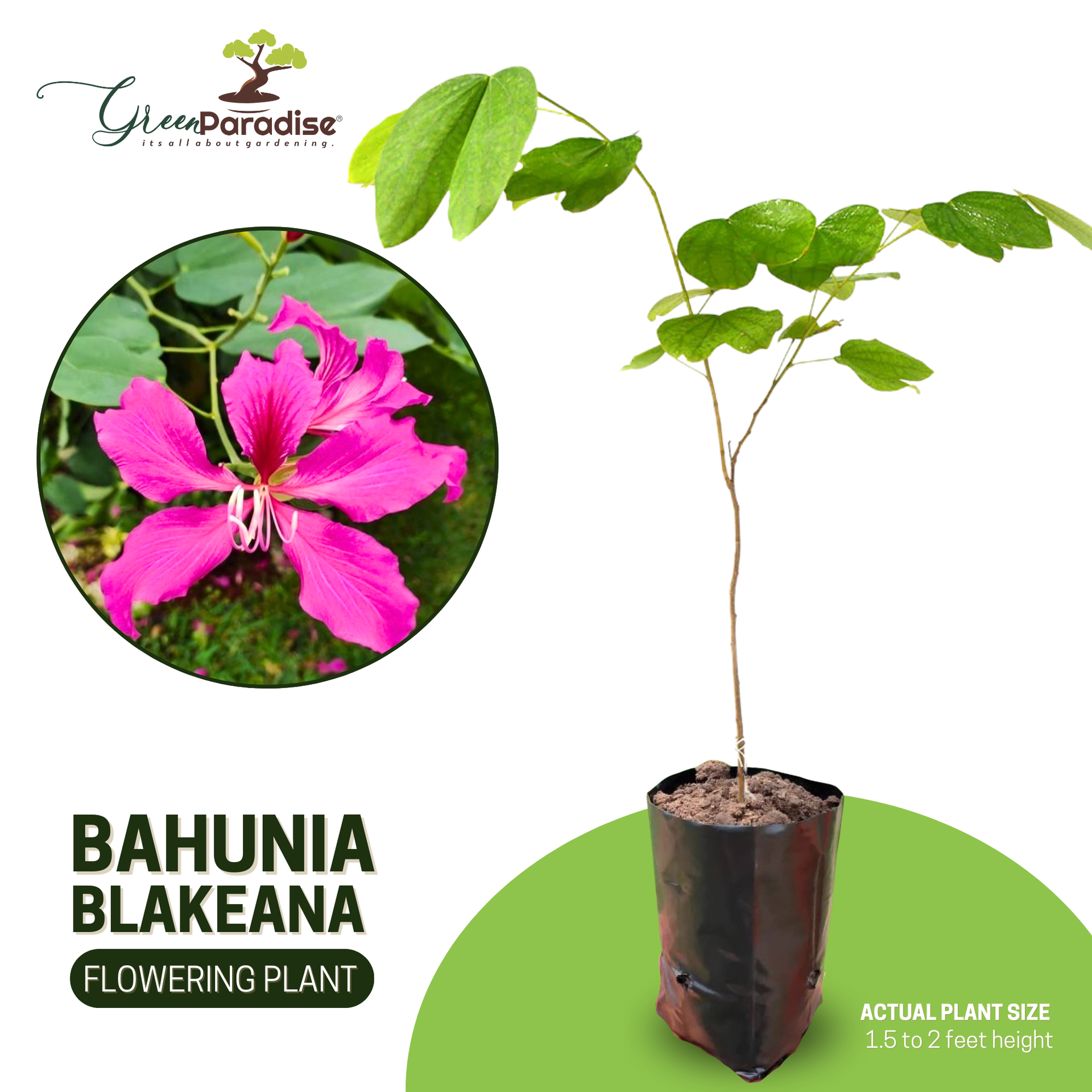 Green Paradise Bauhinia Blakeana Live Plant