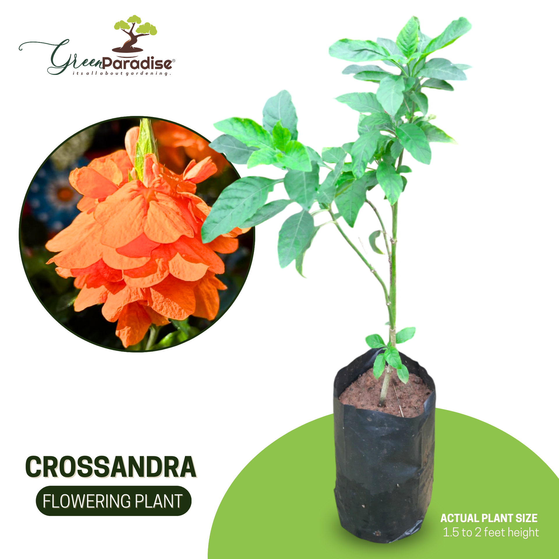 Green Paradise crossandra Plant Aboli Plant live sapling Plant