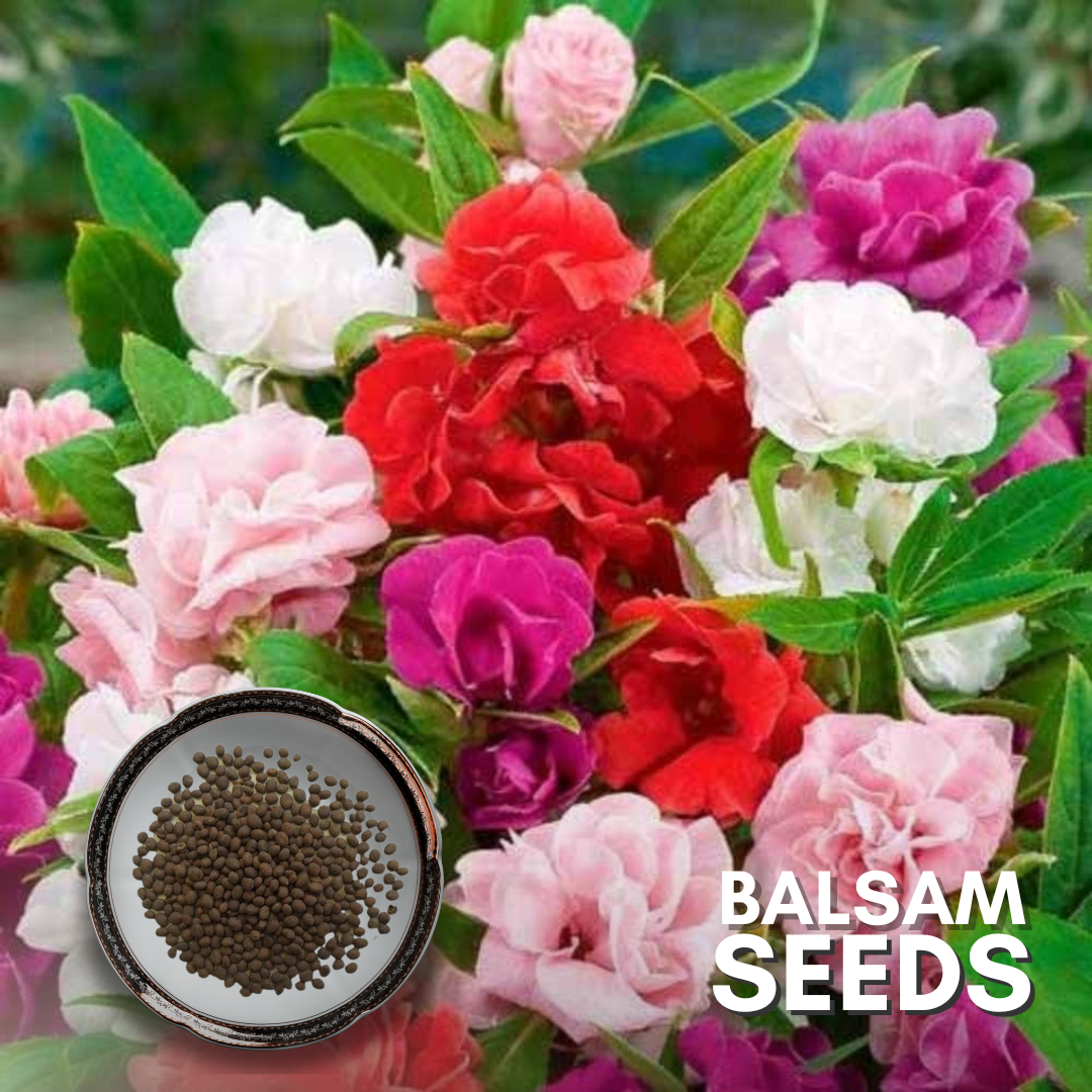 Green Paradise® Balsam Flower (Improved) Seeds Pack – GreenParadiseLive