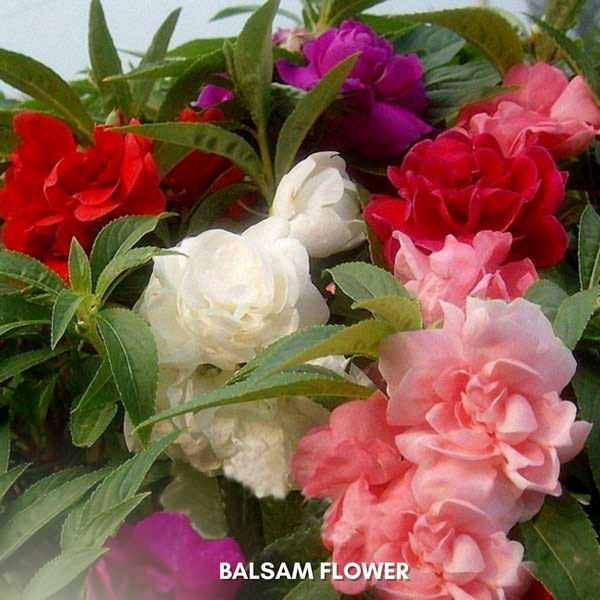 Green Paradise® Balsam Flower (Improved) Seeds Pack