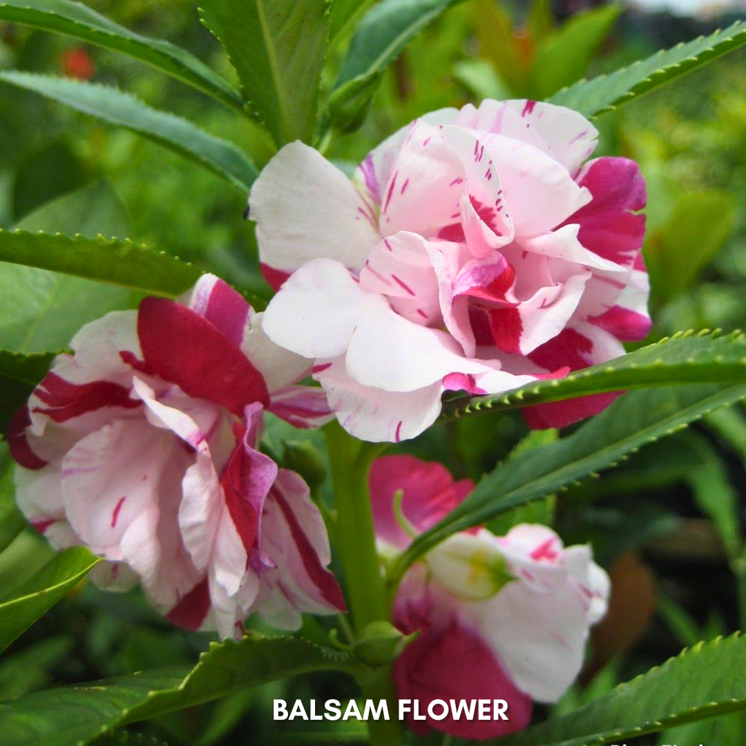 Green Paradise® Balsam Flower (Improved) Seeds Pack
