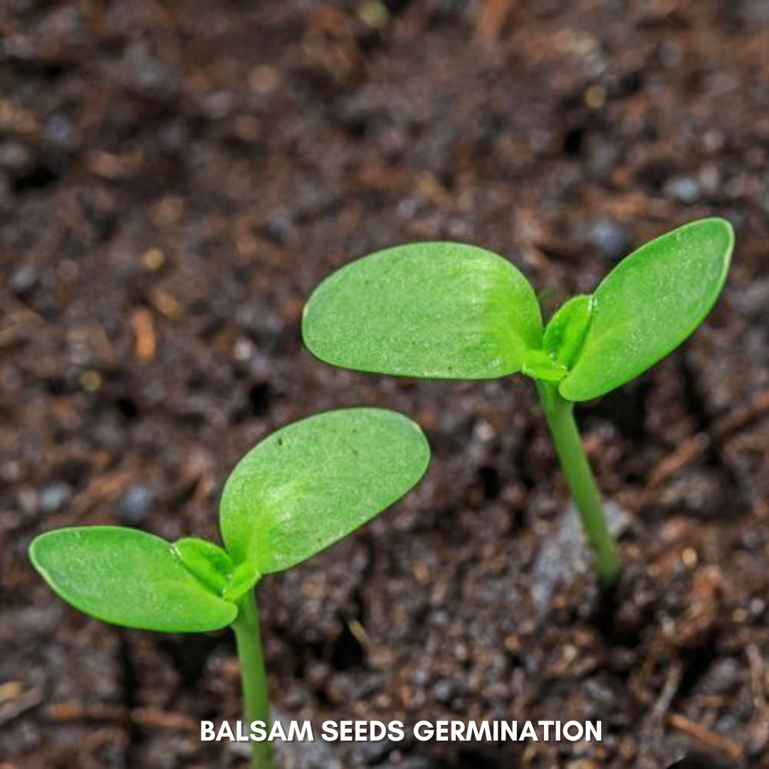 Green Paradise® Balsam Flower (Improved) Seeds Pack
