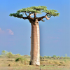 Rare Baobab tree Kalpvriksh choramlo Live Healthy Plant