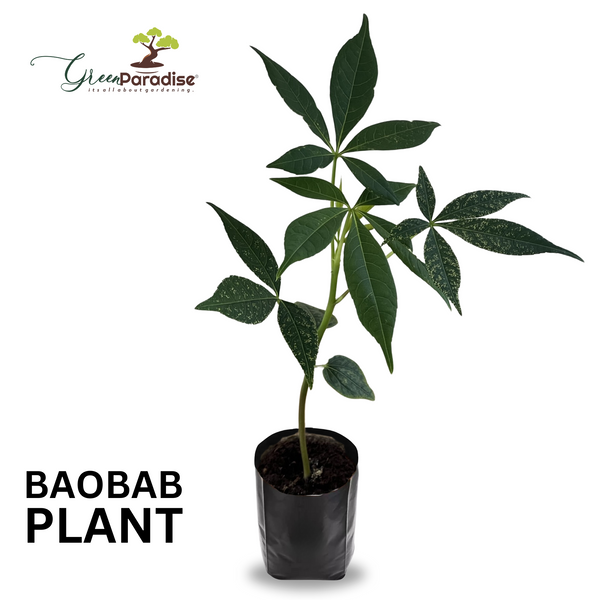 Rare Baobab tree Kalpvriksh choramlo Live Healthy Plant