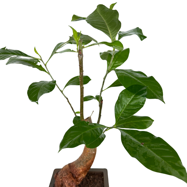 Green Paradise® Baobab Bonsai Live Plant – Unique Curved Trunk, Thick Stem, Indoor Outdoor Plant in Pot