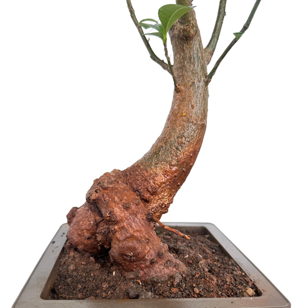 Green Paradise® Baobab Bonsai Live Plant – Unique Curved Trunk, Thick Stem, Indoor Outdoor Plant in Pot