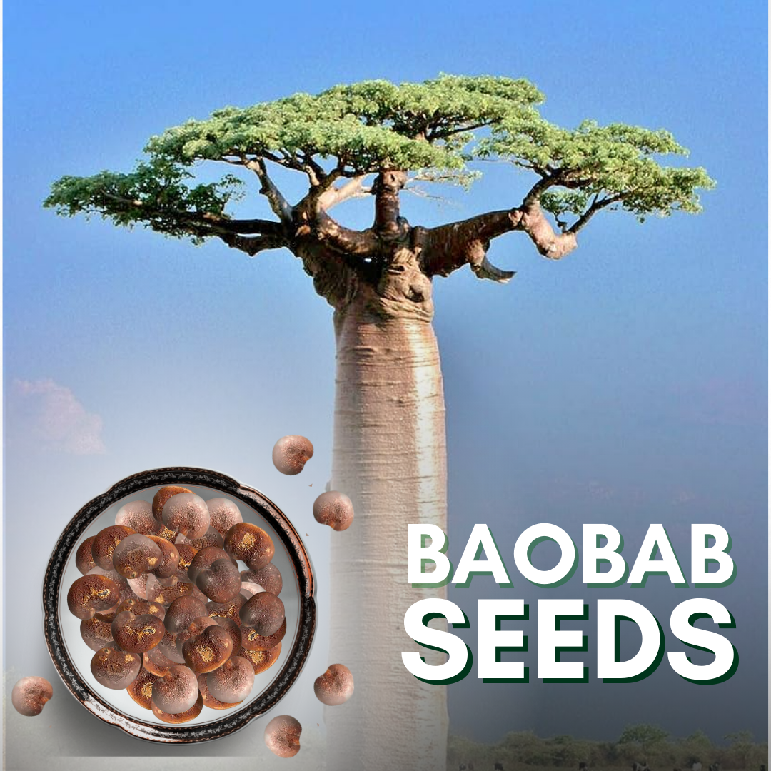African Rare Baobab Seeds (Pack Of 15 Seeds) Bonsai Suitable High Quality seeds