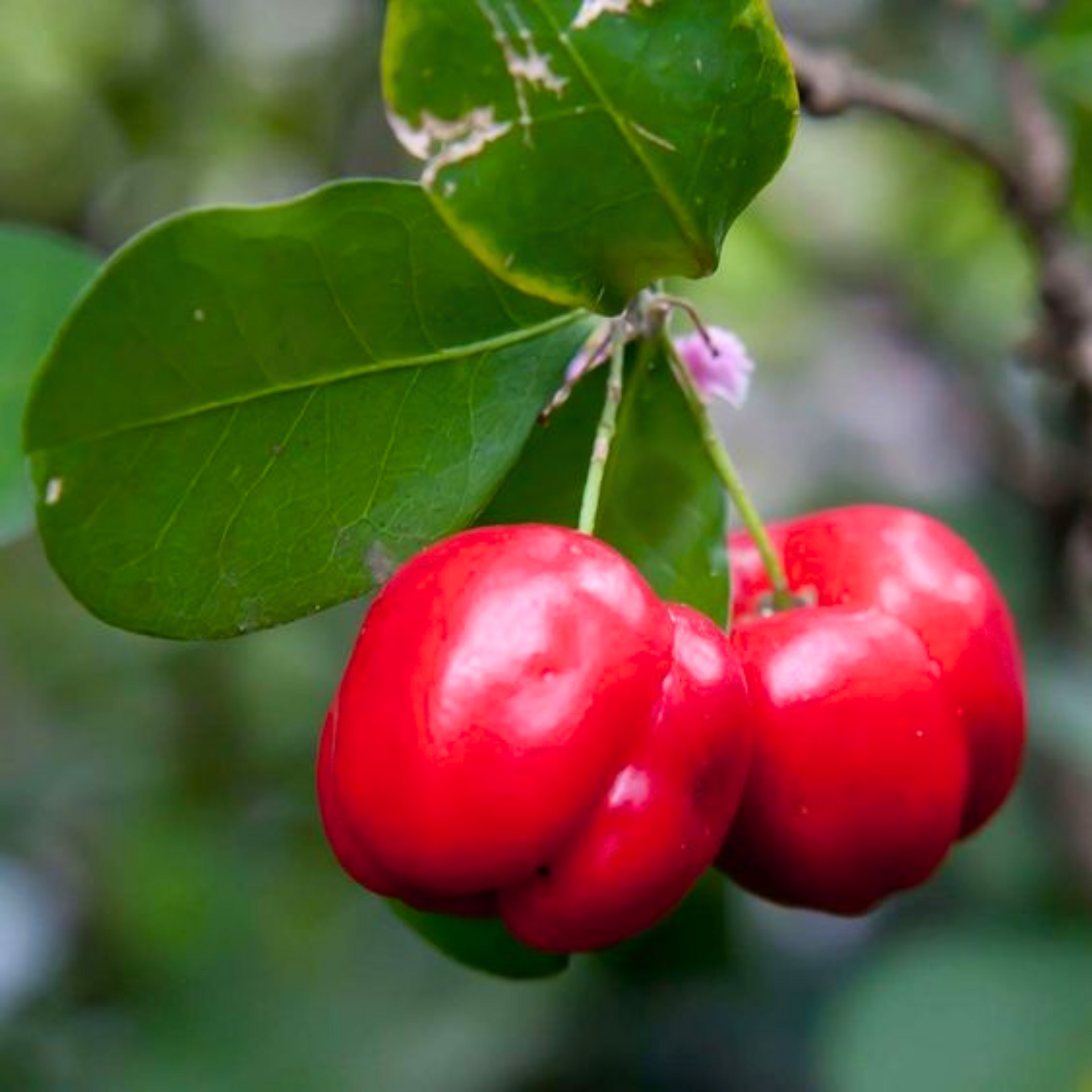 Live Barbadose Cherry Plant Suitable For Bonsai