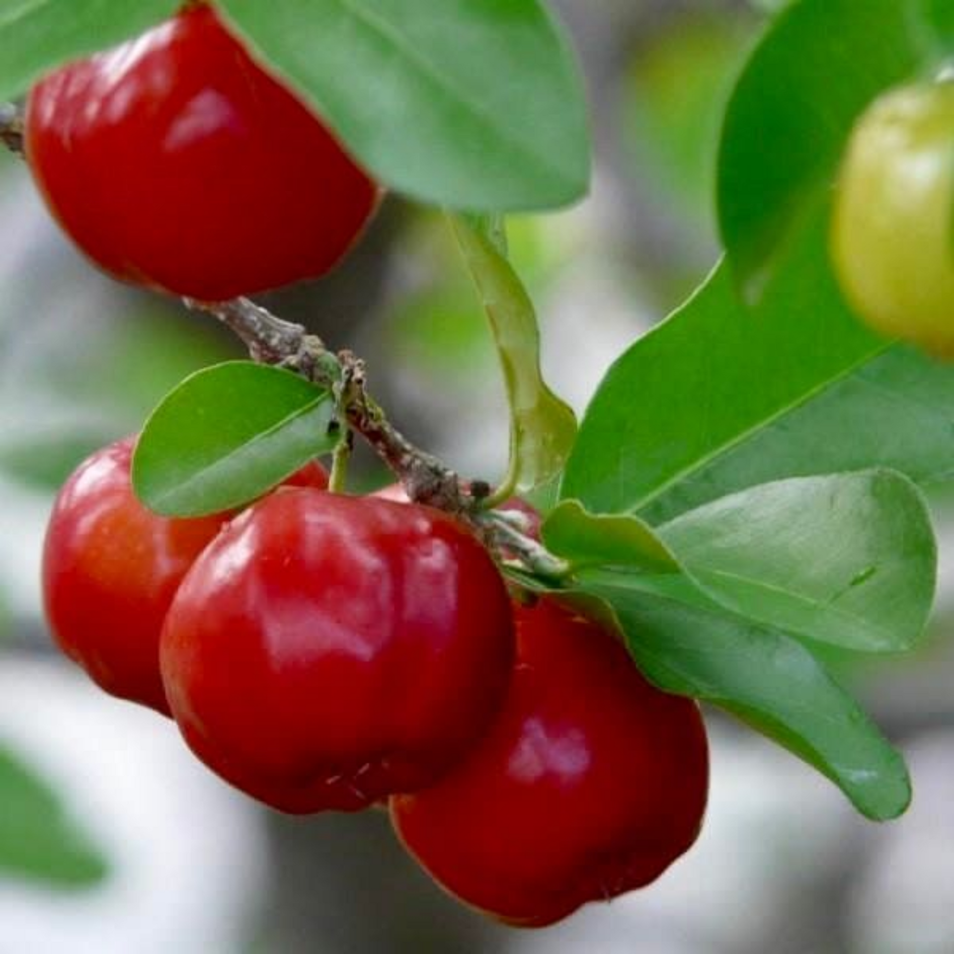 Live Barbadose Cherry Plant Suitable For Bonsai