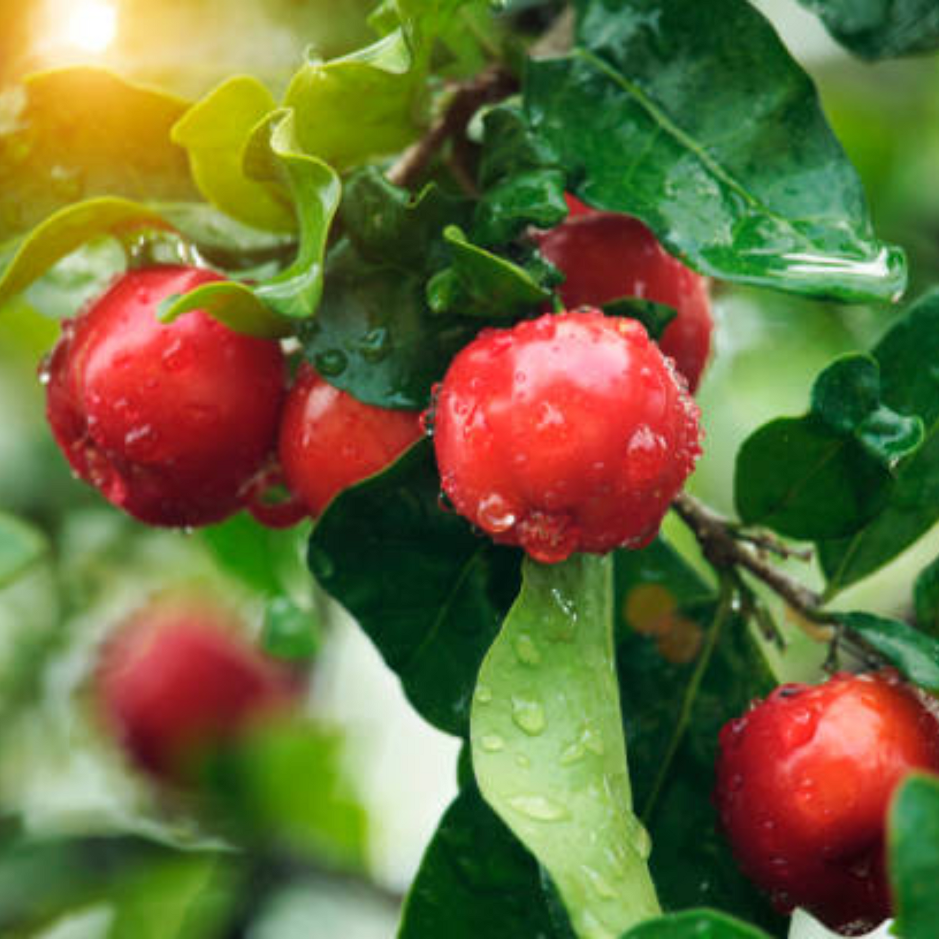 Live Barbadose Cherry Plant Suitable For Bonsai