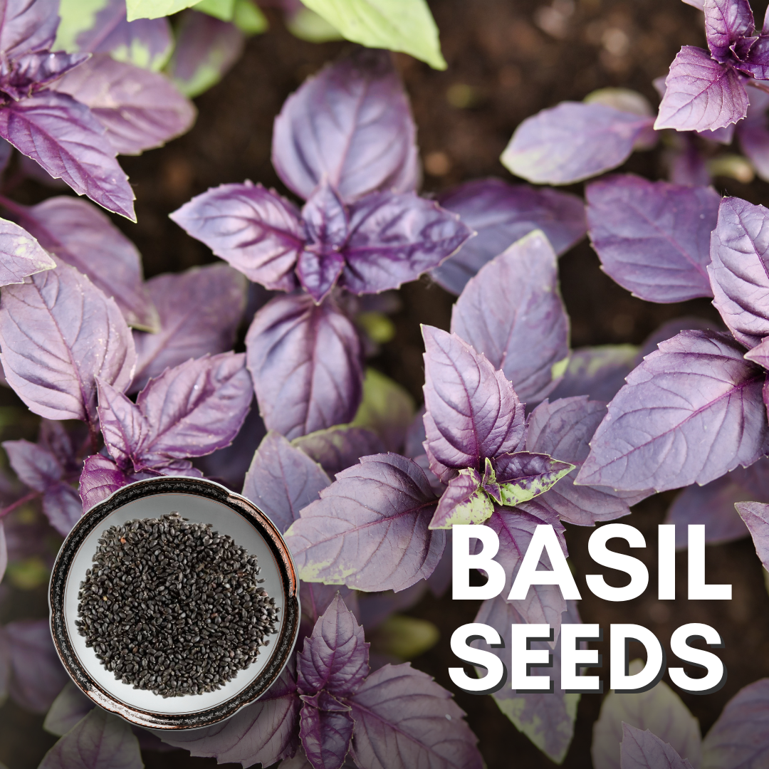Basil Syed Basil Seeds Basil Seeds (Subja) – Herbie's Spices