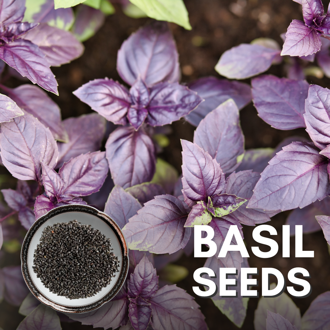 Green Paradise® Basil Seeds Pack