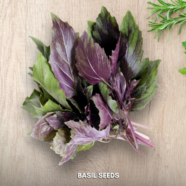 Green Paradise® Basil Seeds Pack