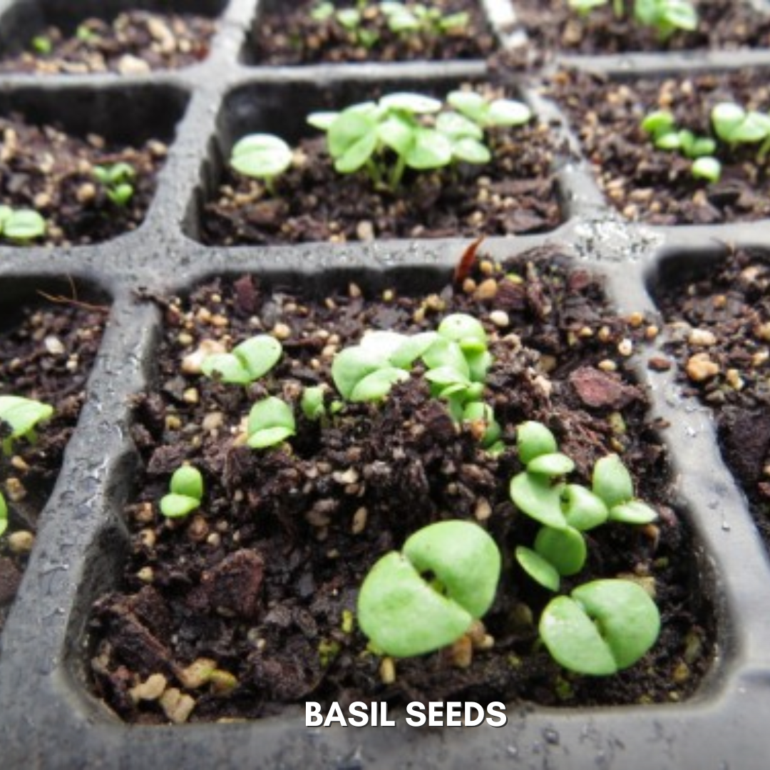 Green Paradise® Basil Seeds Pack