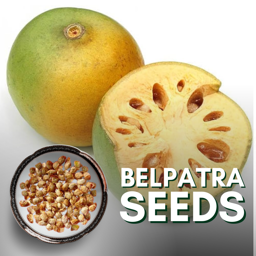 Bilipatra seeds Aegle Marmelos seeds Indian bael seeeds (Pack Of 10 Seeds)