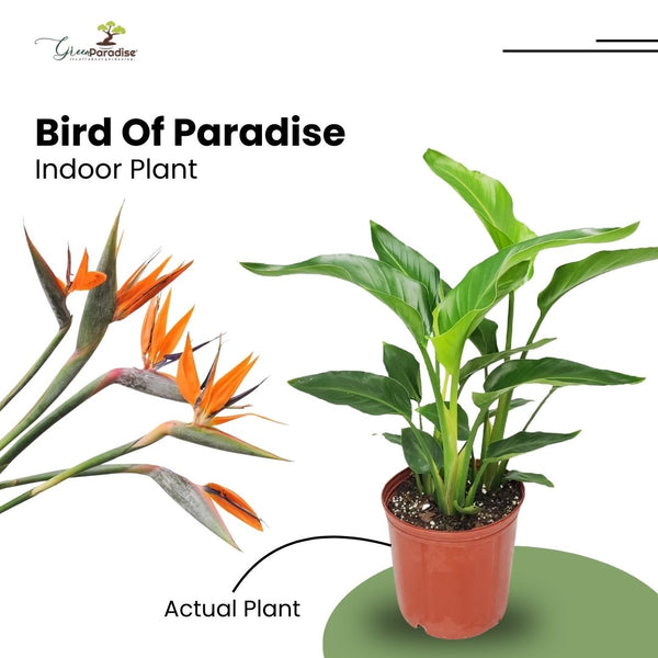 Green Paradise® Bird of Paradise Plant – Tropical Indoor Beauty for Home & Office