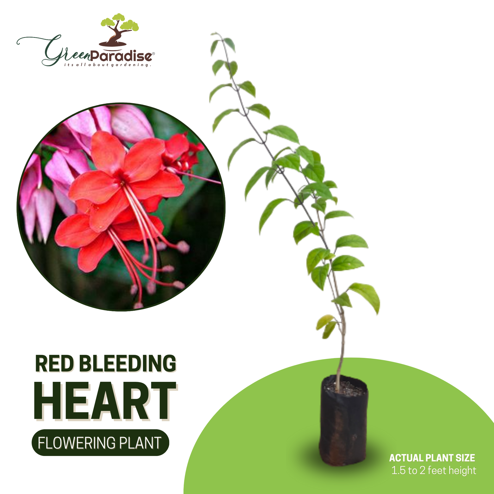 Green Paradise® Bleeding Heart Plant Clerodandrum Thomsoniae Live Plant New Rare Total Red Flowers (1 Piece With Polybag)