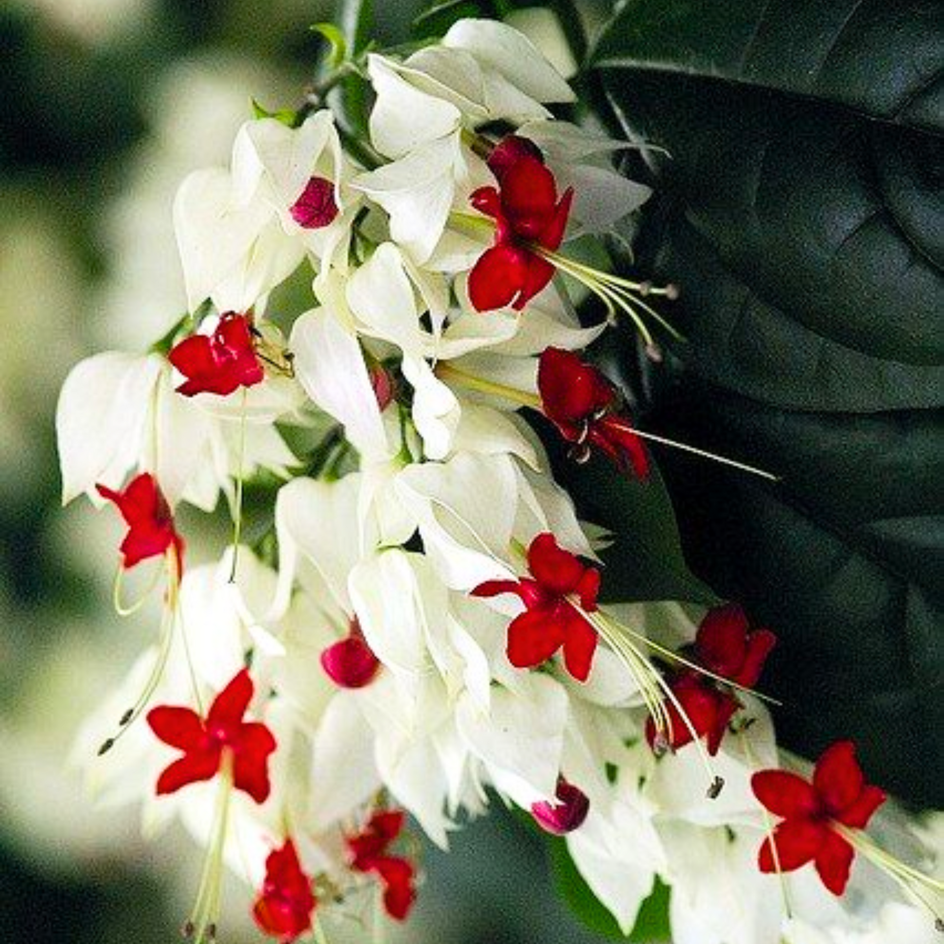 Green Paradise® Bleeding Heart Plant Clerodandrum Thomsoniae Live Plant White-Red Flowers (1 Piece)