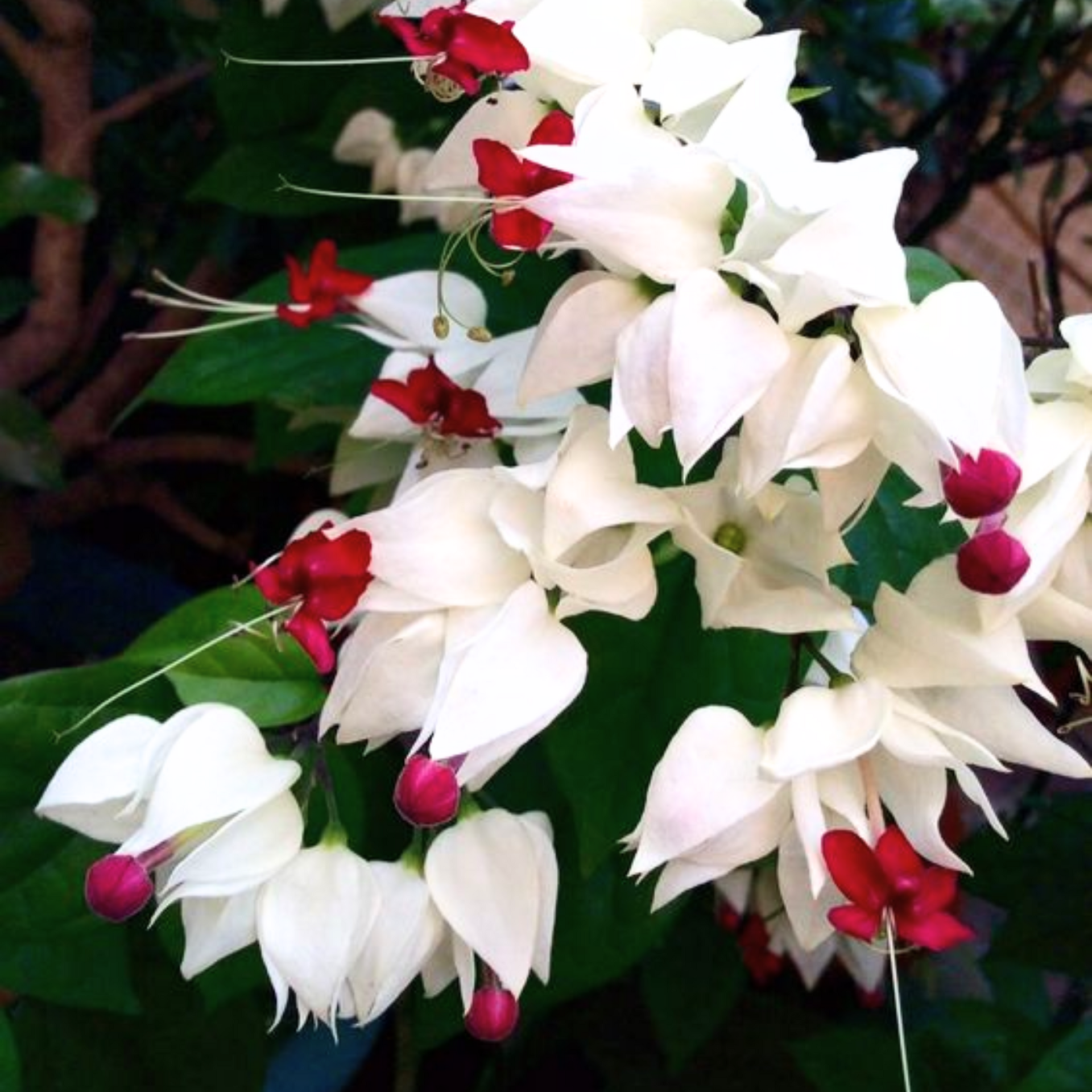 Green Paradise® Bleeding Heart Plant Clerodandrum Thomsoniae Live Plant White-Red Flowers (1 Piece)