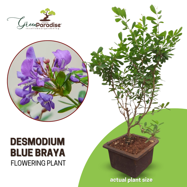 DESMODIUM Blue Braya Sapling Plant