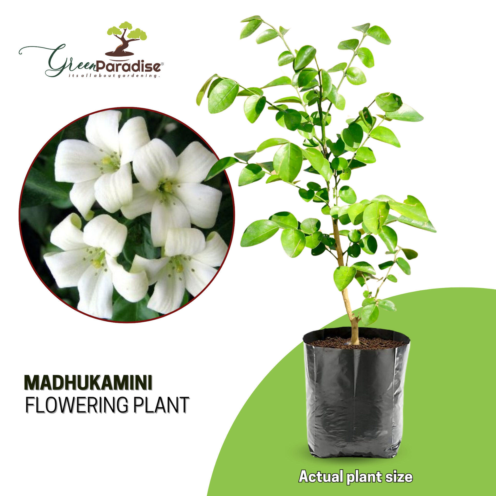 Green Paradise Live-Madhukamini Live Plant