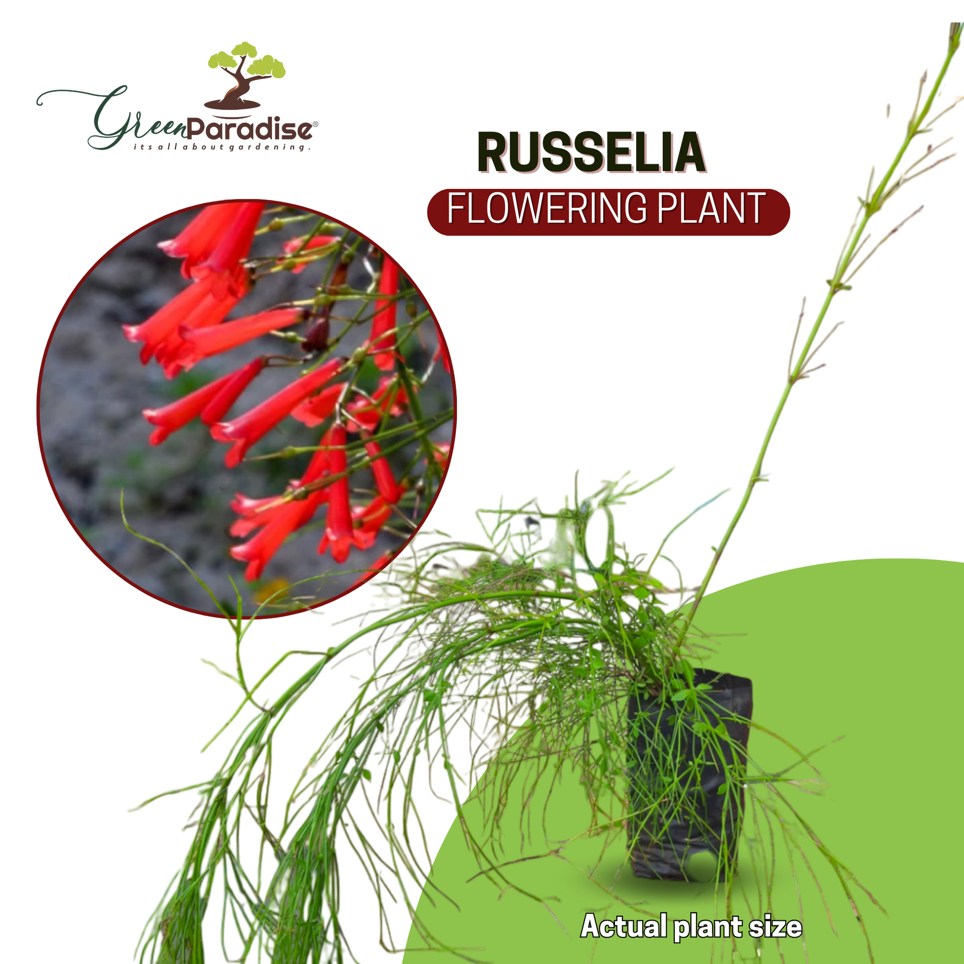 Russelia Live Plant