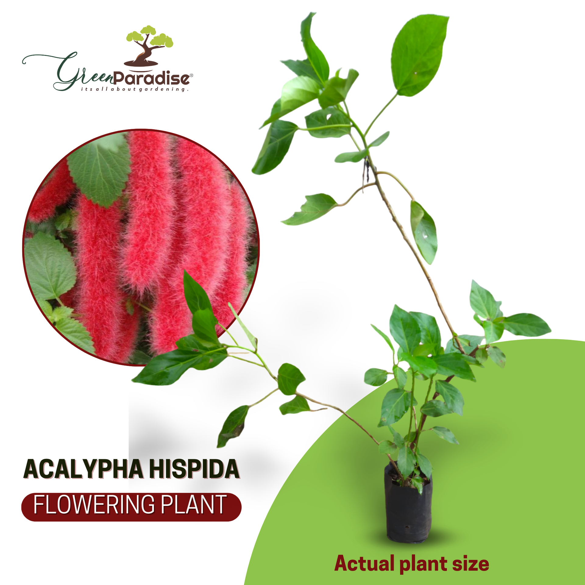 Acalypha hispida the chenille plant long red flowers With medicinal Values