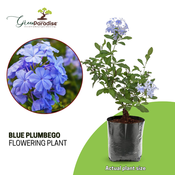 Green Paradise® Blue Plumbago Full Year Flowering Plant (Shrub For Flowerbeds And Potted Gardens ) ( 1 healthy Plant )