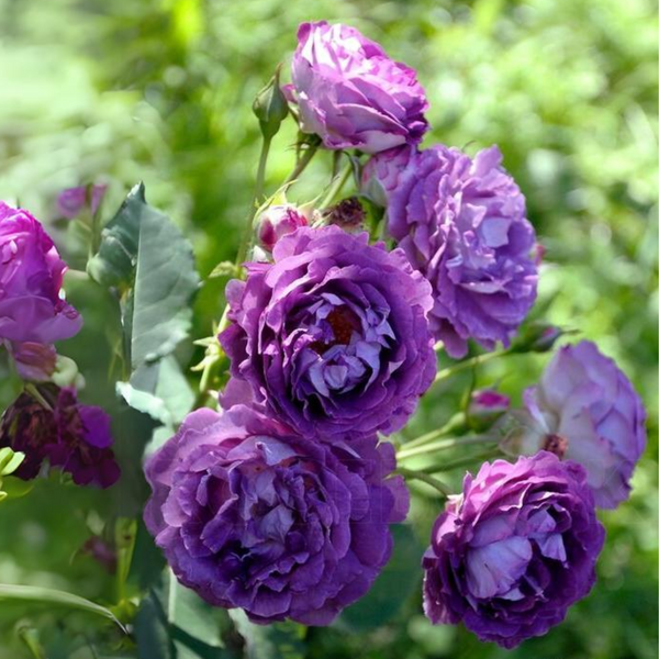Exclusive Live Blue rose 'rhapsody in blue' Without Pot