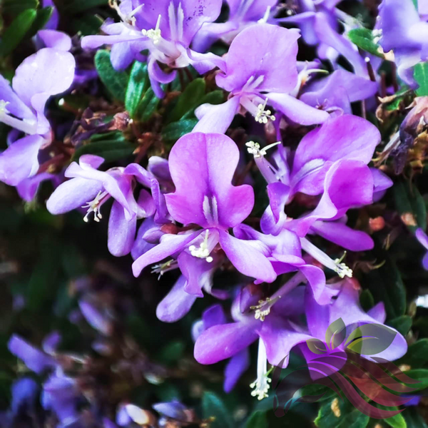 DESMODIUM Blue Braya Sapling Plant