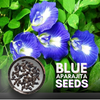 Green Paradise Clitoria Ternatea [Aparajita] Double Petal Butterfly Pea Flower [Pack of 10 Seeds]