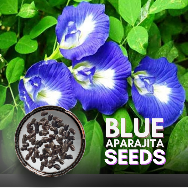 Green Paradise Clitoria Ternatea [Aparajita] Double Petal Butterfly Pea Flower [Pack of 10 Seeds]