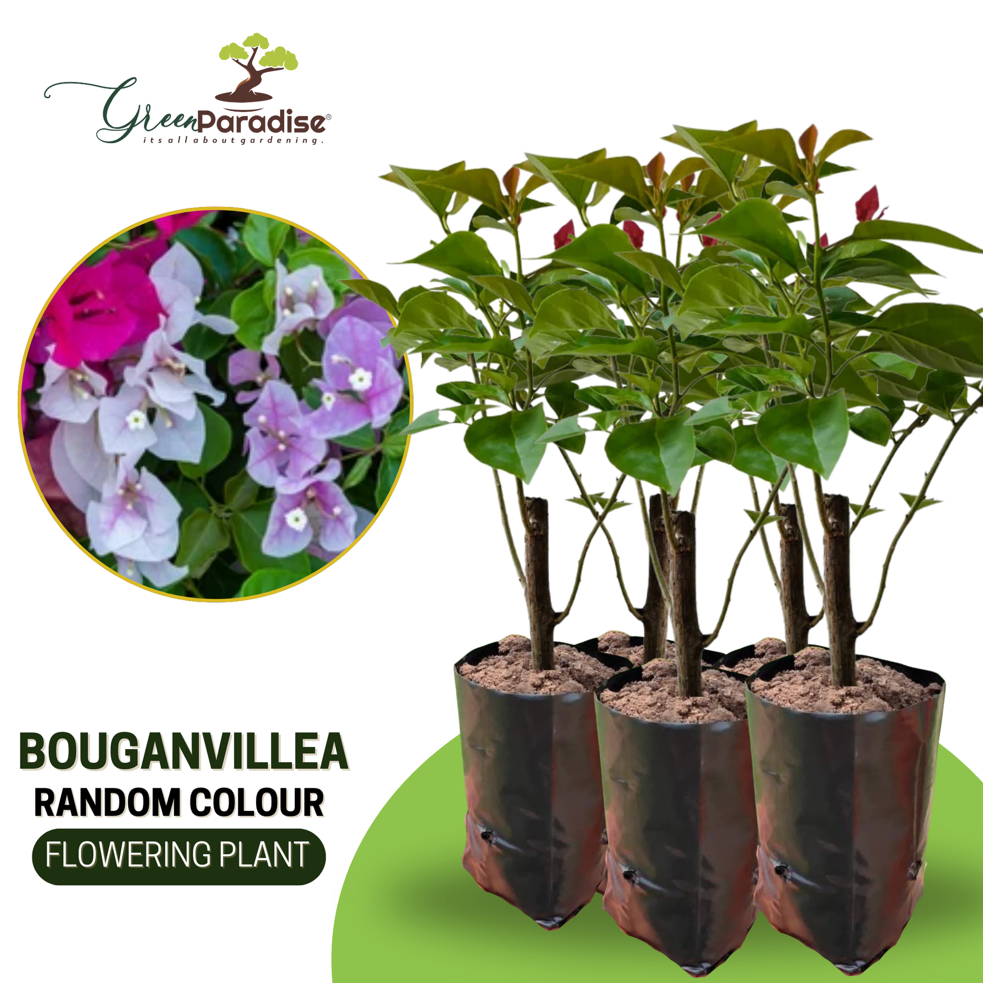 Bougainvillea sapling plants in random colors with poly bags