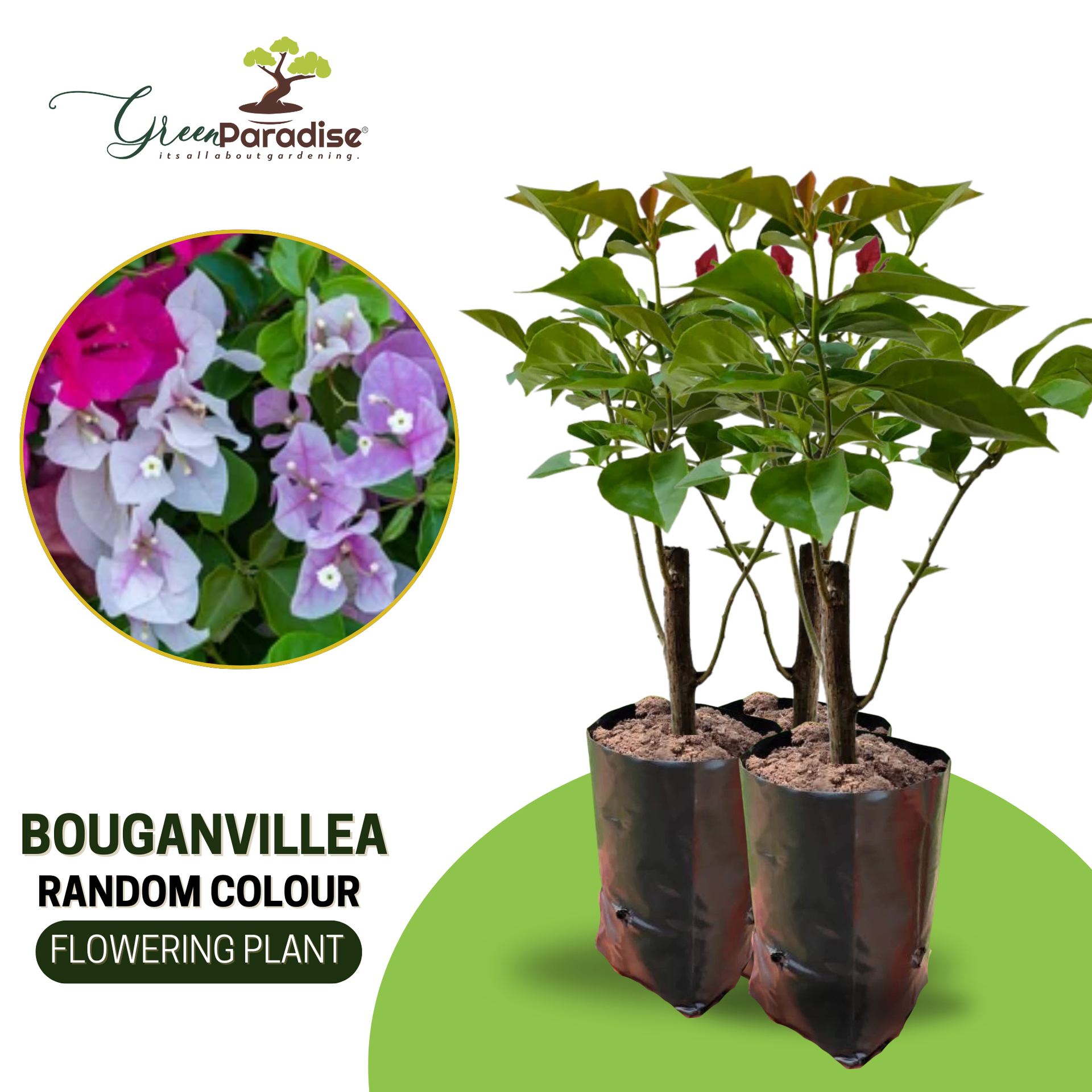 Bougainvillea sapling plants in random colors with poly bags