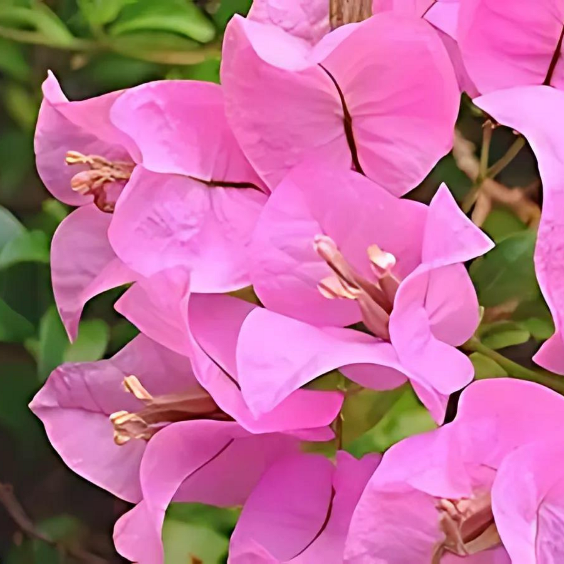 bougainvillea new Throneless baby pink color flowers live plant