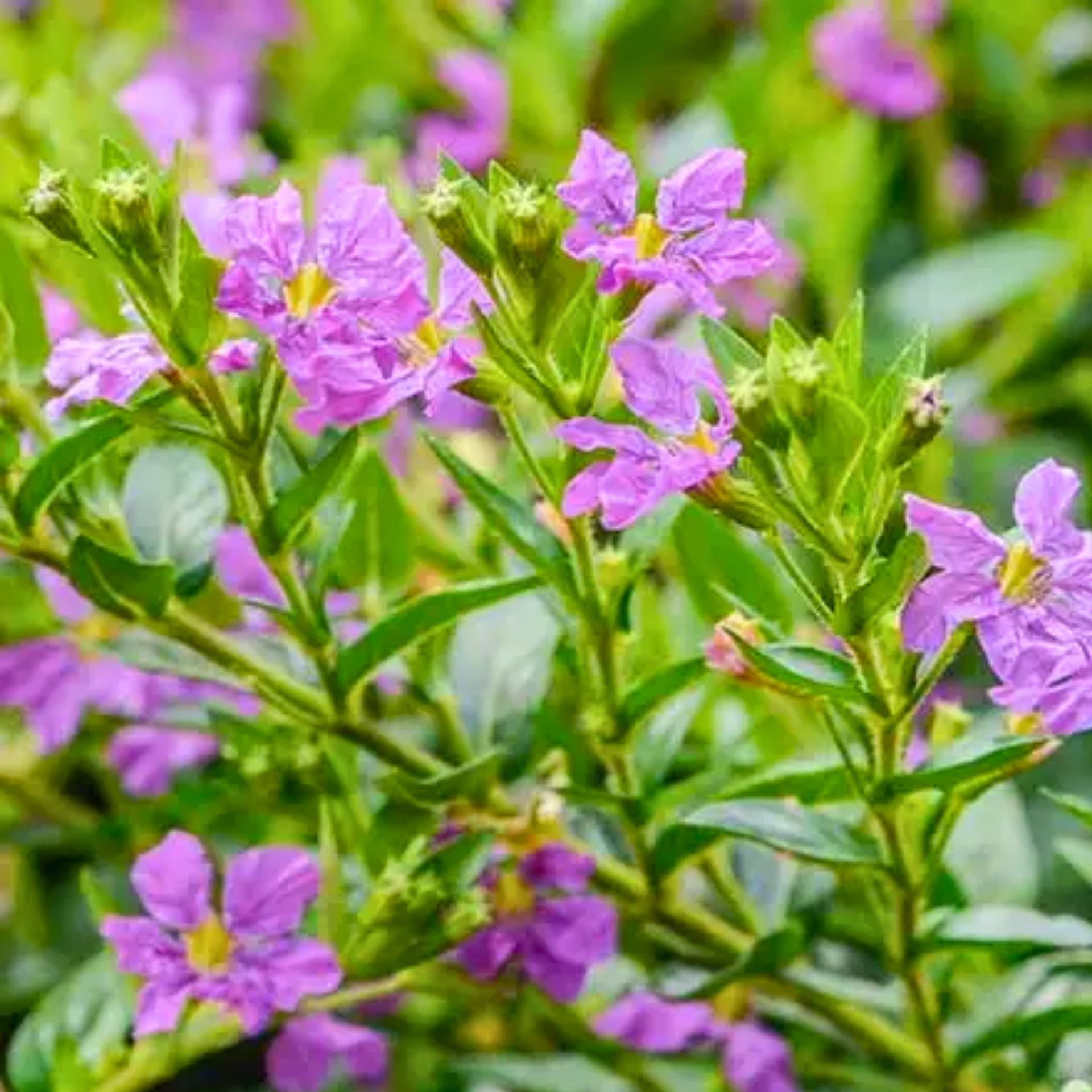 Green Paradise® Cuphea Hyssopifolia Purple Mexican Plant Full Year Flowering Live Plant