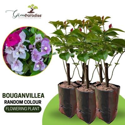 Bougainvillea sapling plants in random colors with poly bags