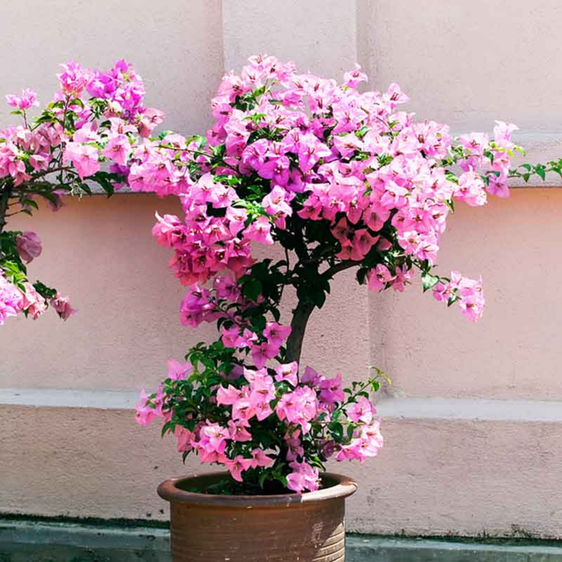 bougainvillea new Throneless baby pink color flowers live plant