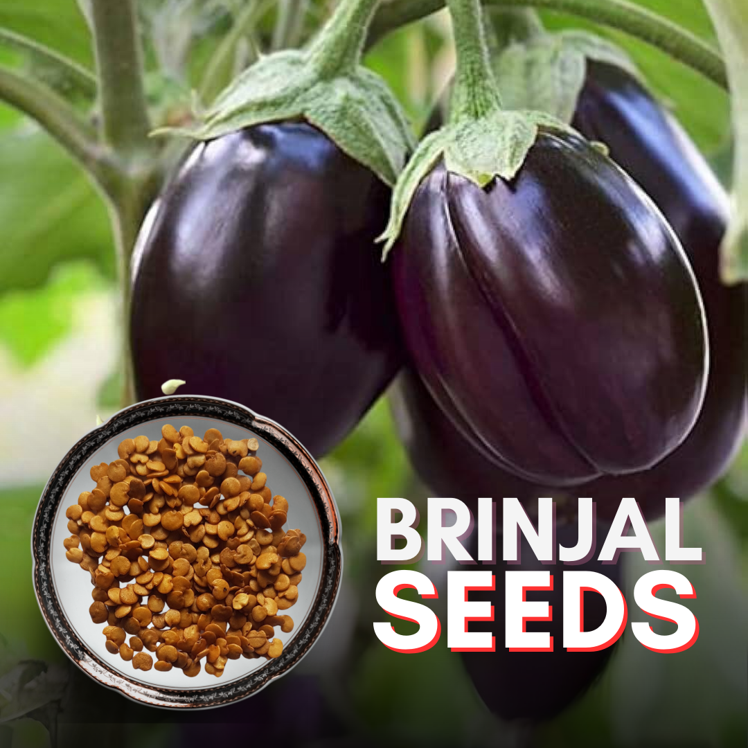 Green Paradise® Brinjal Seeds