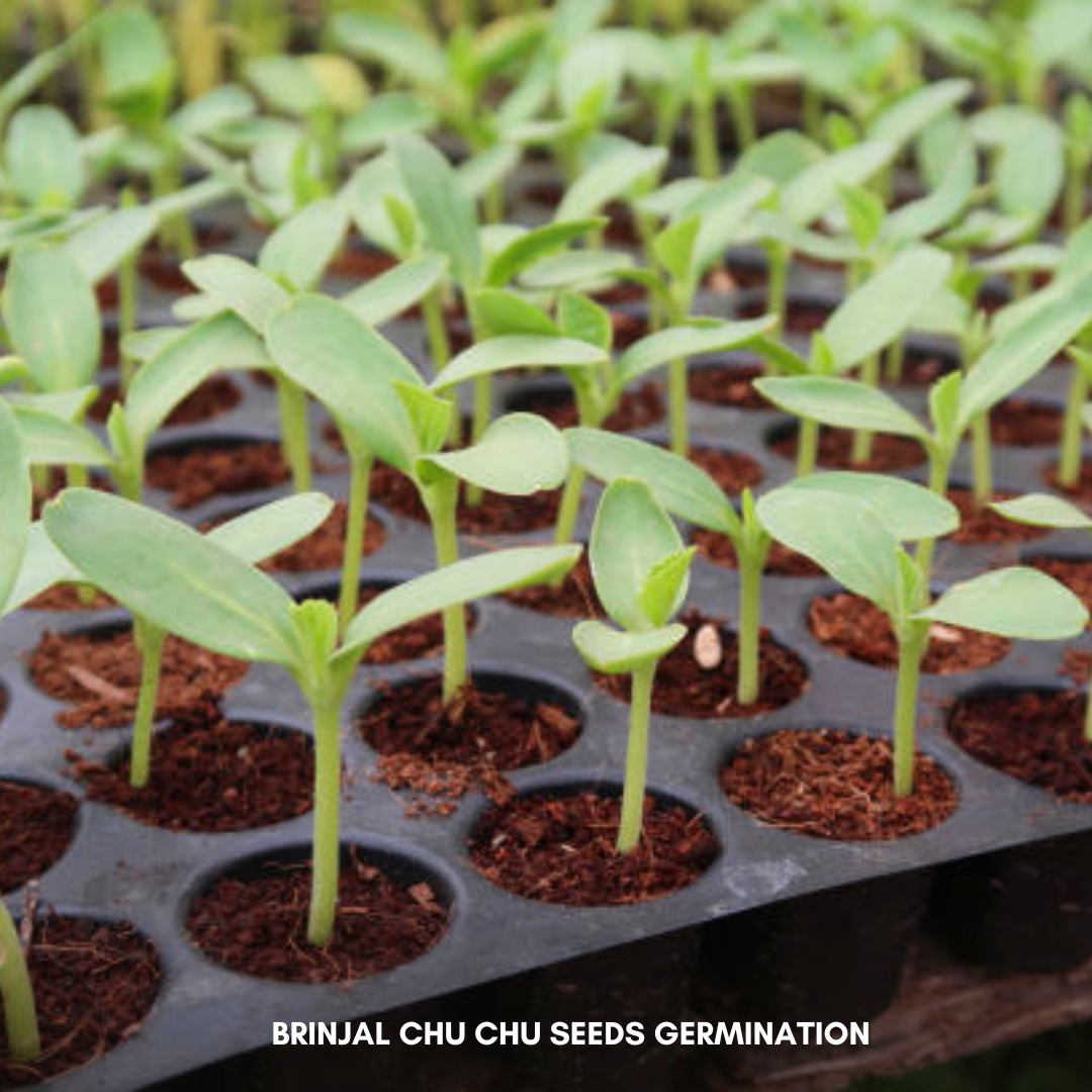 Green Paradise® Brinjal Chu Chu F1 Hybrid Seeds Pack