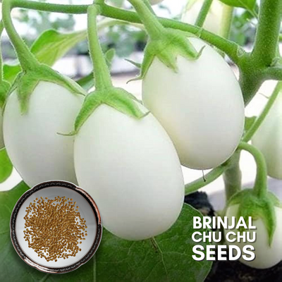 Green Paradise® Brinjal Chu Chu F1 Hybrid Seeds Pack
